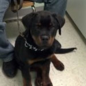 Meet your Posher, Janelle